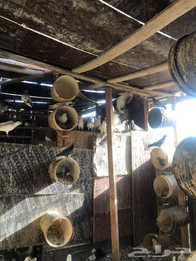 دجاج وحمام وزغاليل وبط 8