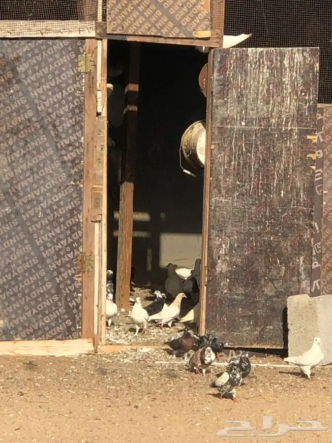 دجاج وحمام وزغاليل وبط 0