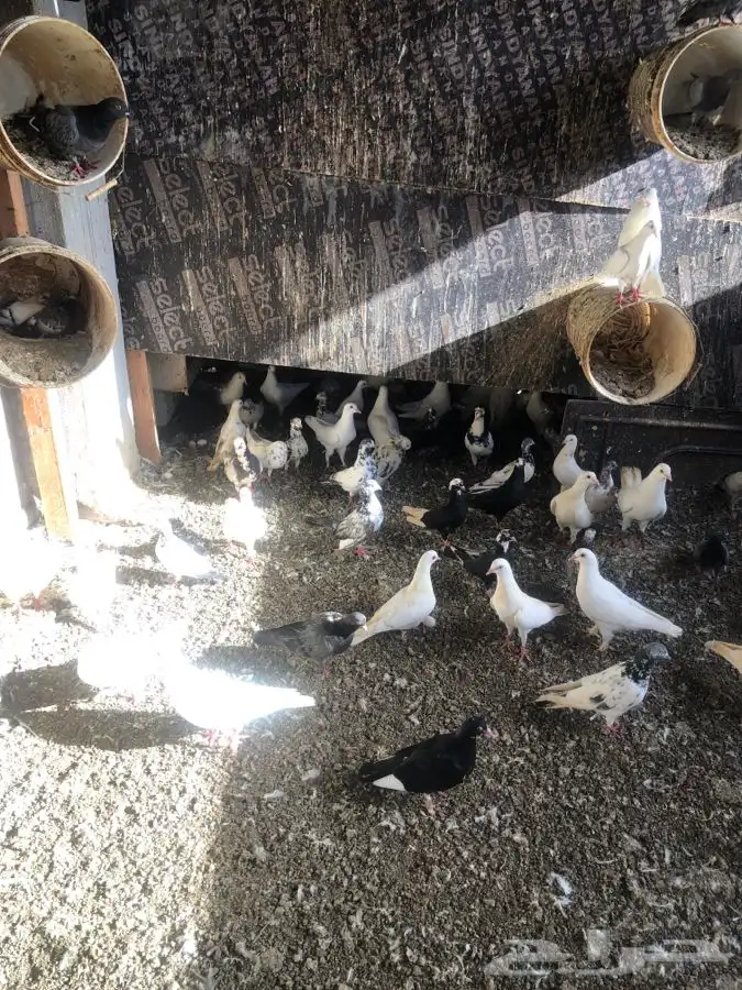 دجاج وحمام وزغاليل وبط 7