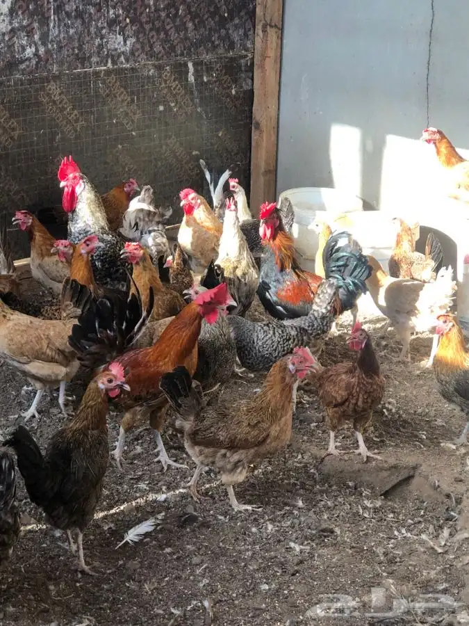 دجاج وحمام وزغاليل وبط 11