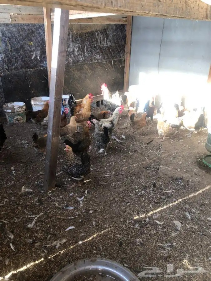 دجاج وحمام وزغاليل وبط 10