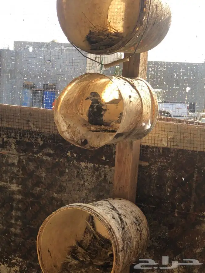 دجاج وحمام وزغاليل وبط 9