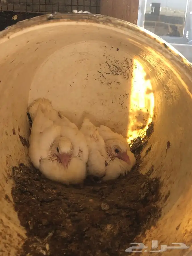 دجاج وحمام وزغاليل وبط 4