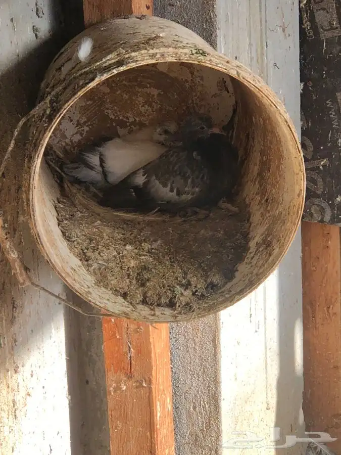 دجاج وحمام وزغاليل وبط 6