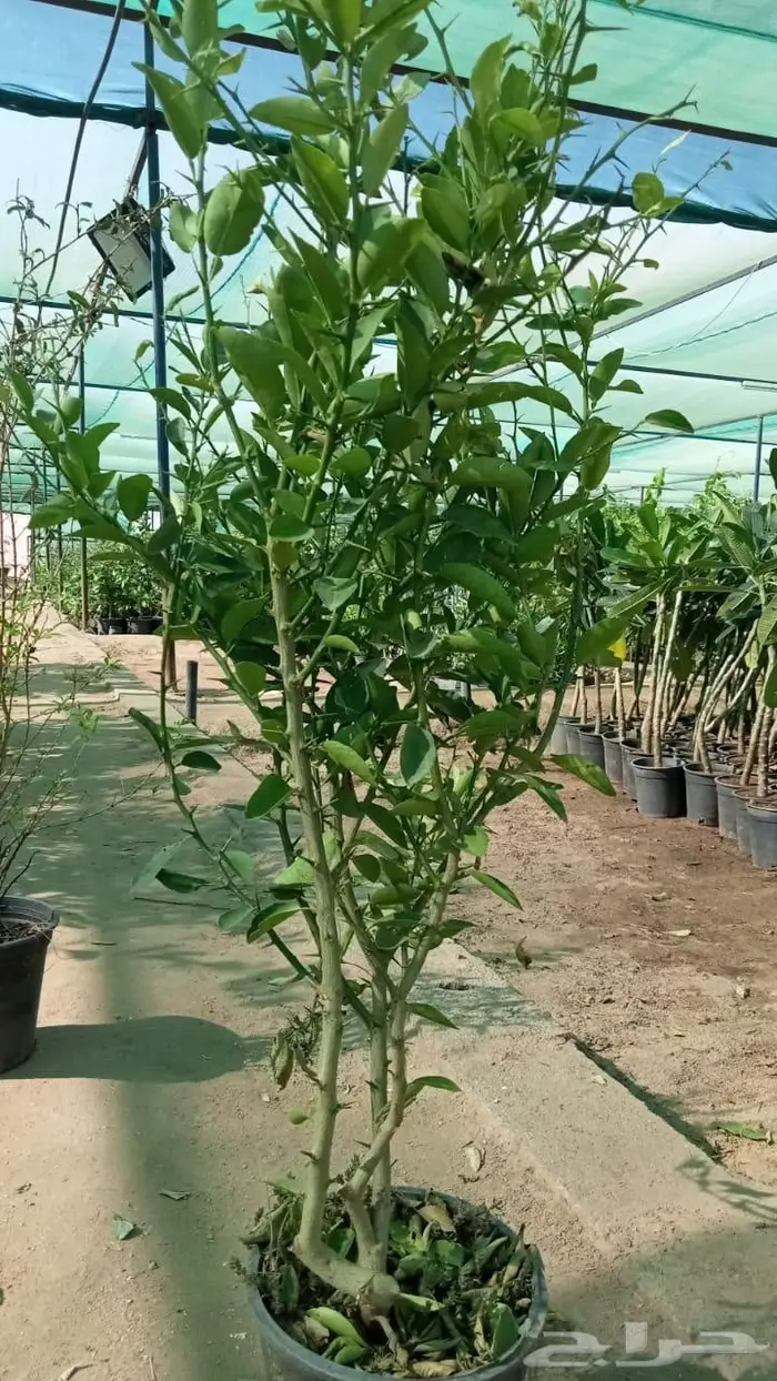 شتلات برية - الطلح السمر- الغاف الخليجي - القرض - السدر الخ 29