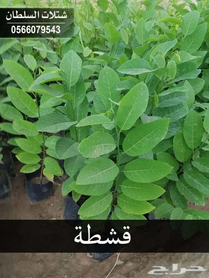شتلات برية - الطلح السمر- الغاف الخليجي - القرض - السدر الخ 13