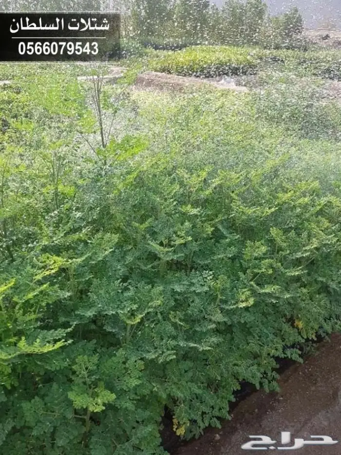 شتلات برية - الطلح السمر- الغاف الخليجي - القرض - السدر الخ 33