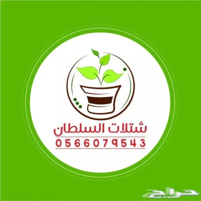 شتلات برية - الطلح السمر- الغاف الخليجي - القرض - السدر الخ 1