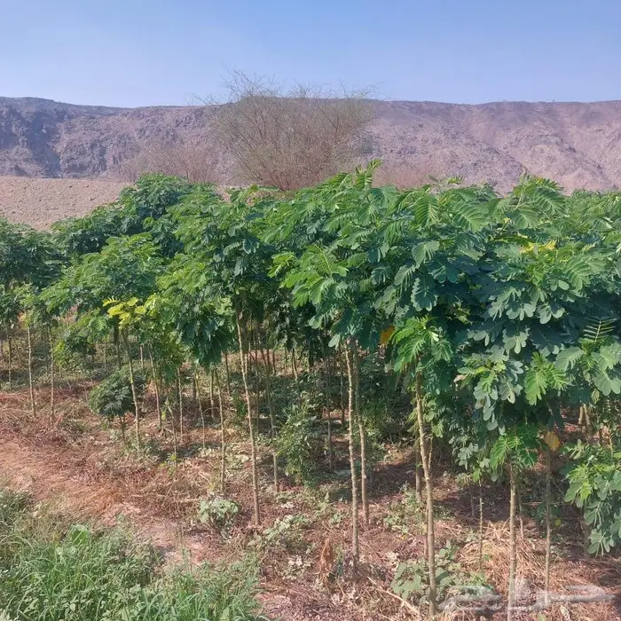 شتلات برية - الطلح السمر- الغاف الخليجي - القرض - السدر الخ 21