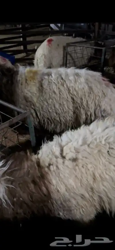 ذبايح نعيمي نجدي حري تيوس خدمه الذبح والتوصيل مجانا 11