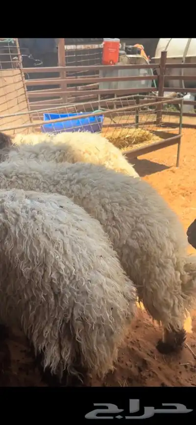 ذبايح نعيمي نجدي حري تيوس خدمه الذبح والتوصيل مجانا 3