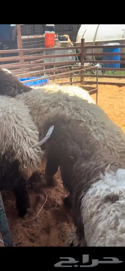 ذبايح نعيمي نجدي حري تيوس خدمه الذبح والتوصيل مجانا 2