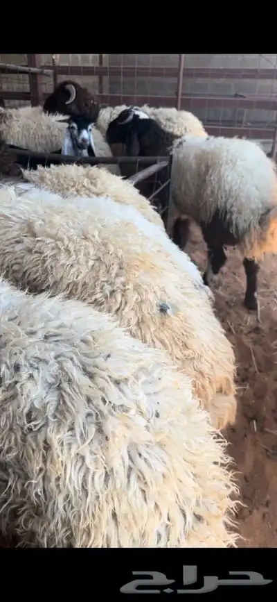 ذبايح نعيمي نجدي حري تيوس خدمه الذبح والتوصيل مجانا 4