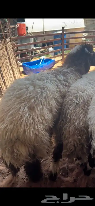 ذبايح نعيمي نجدي حري تيوس خدمه الذبح والتوصيل مجانا 5