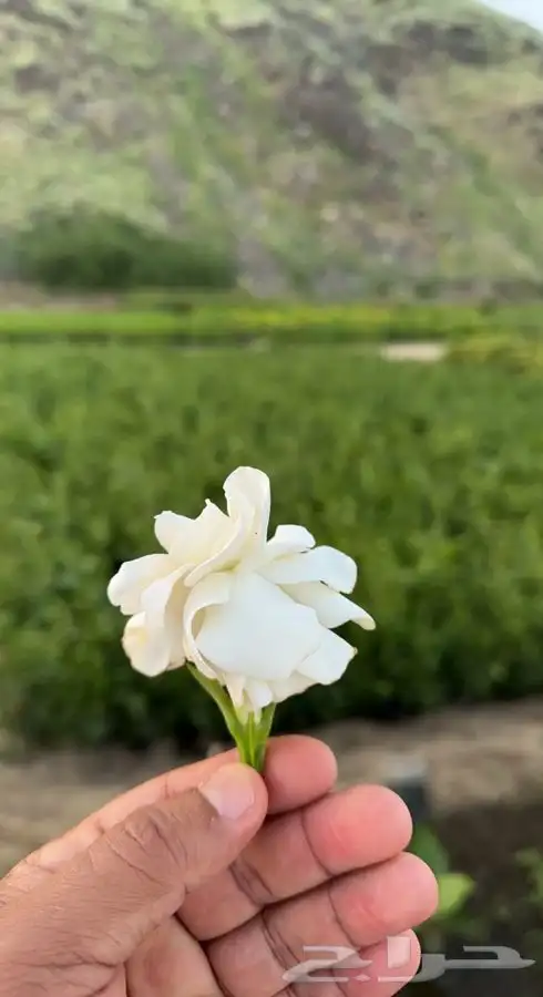 شتلات بسعر الجملة 7