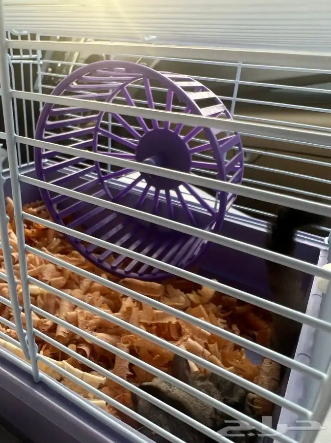 شوقر قلايدر ( السنجاب الطائر) 2