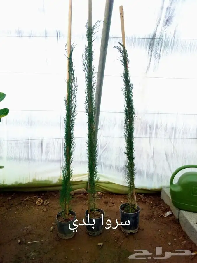 شتلات بسعر الجملة 16
