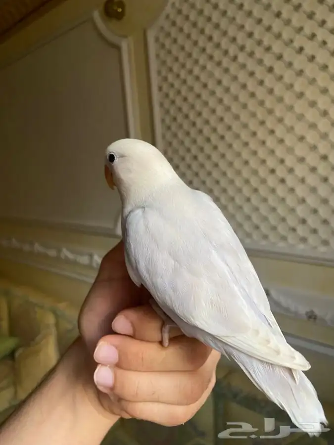 فرخ روز هدد مفطوم 3
