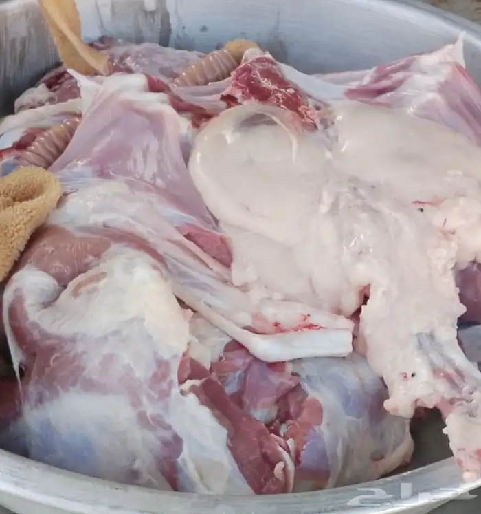 تيوس وجفار وطليان هرافي فل الفل حنيذ بالمرخ 0