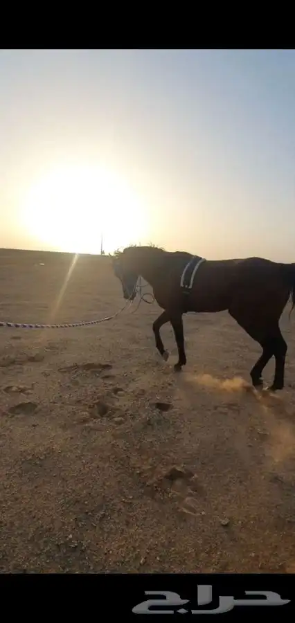 عسف وتعديل سلوك الخيل وتعليم التربيع وتقويس الرقبه والخطوه 3