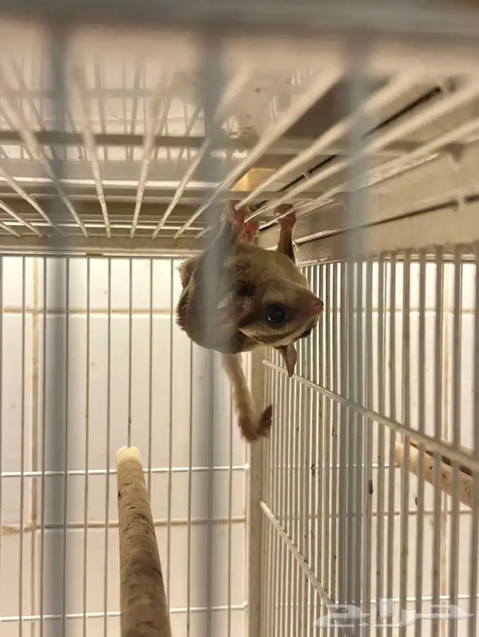 شوقر قلايدر السنجاب الطائر 1