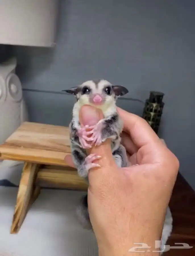 شوقر قلايدر السنجاب الطائر 0