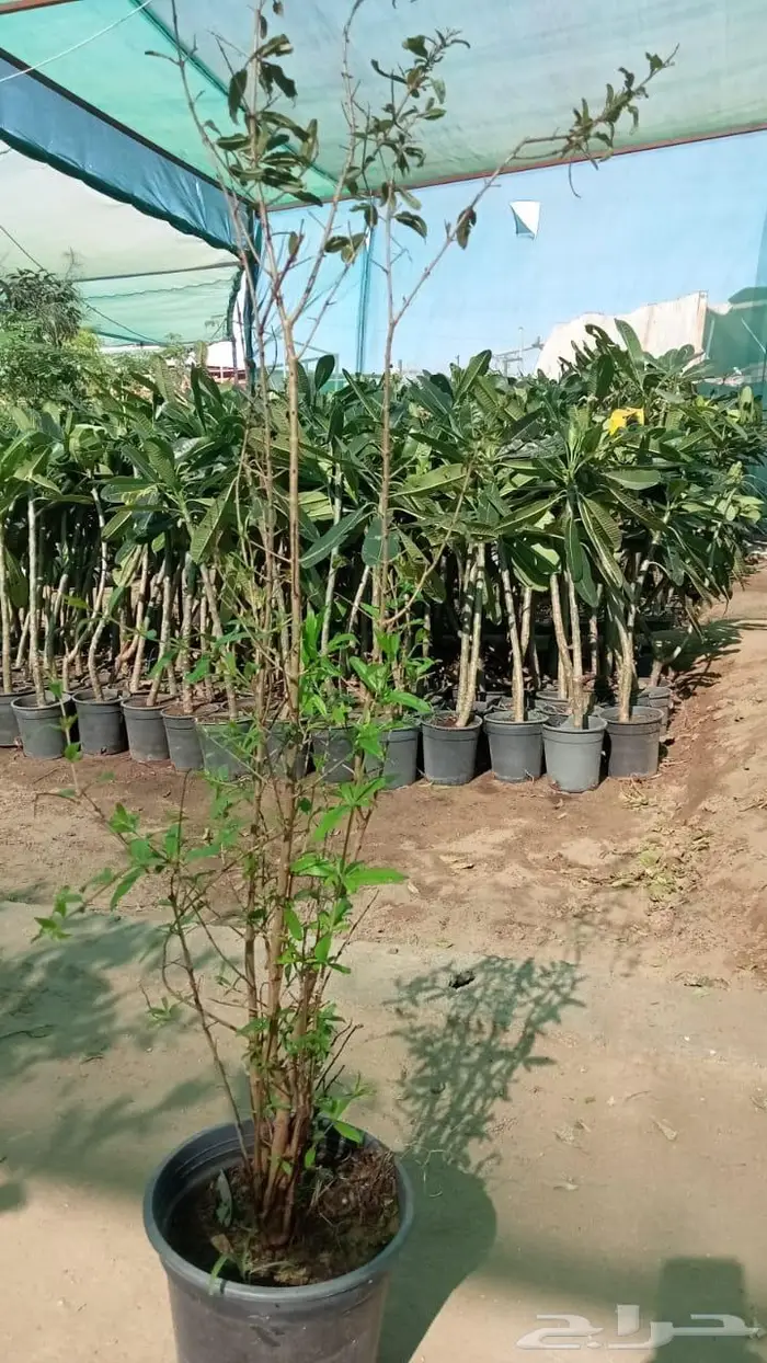 شتلات برية - الطلح السمر- الغاف الخليجي - القرض - السدر الخ 5