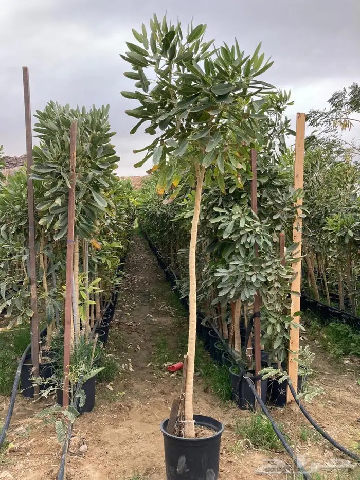 شتلات برية - الطلح السمر- الغاف الخليجي - القرض - السدر الخ 0