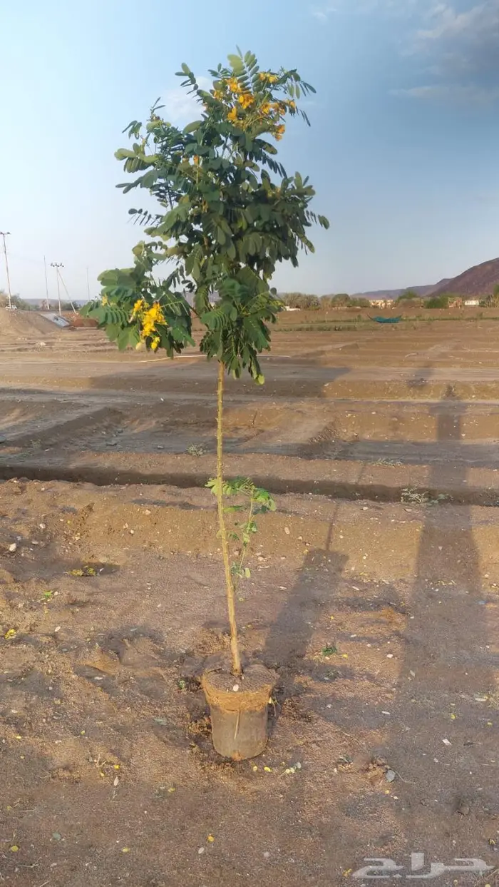 شتلات برية - الطلح السمر- الغاف الخليجي - القرض - السدر الخ 4