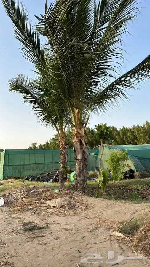 نارجيل جميع المقاسات 0