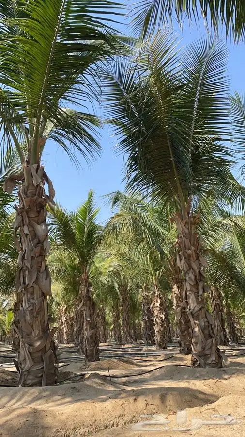 نارجيل جميع المقاسات 2