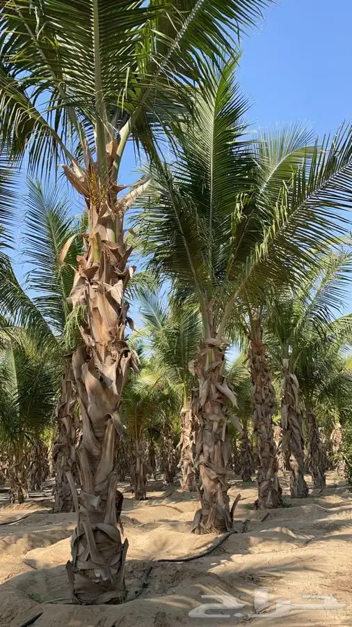 نارجيل جميع المقاسات 3