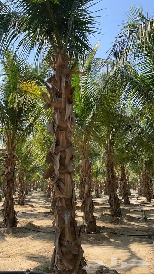 نارجيل جميع المقاسات 1