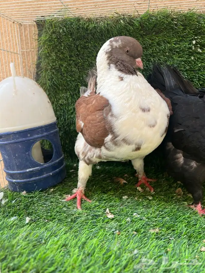 تم البيع. جوز كنق 5