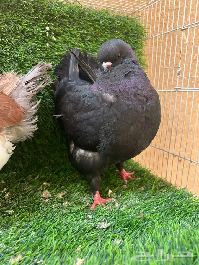 تم البيع. جوز كنق 2