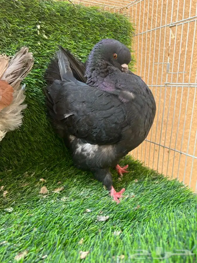 تم البيع. جوز كنق 4