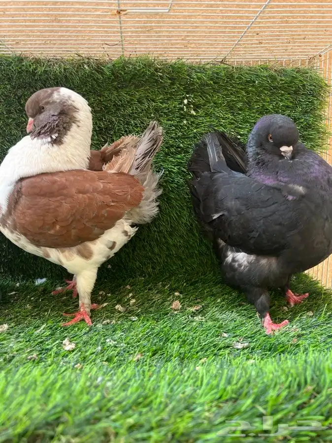 تم البيع. جوز كنق 3