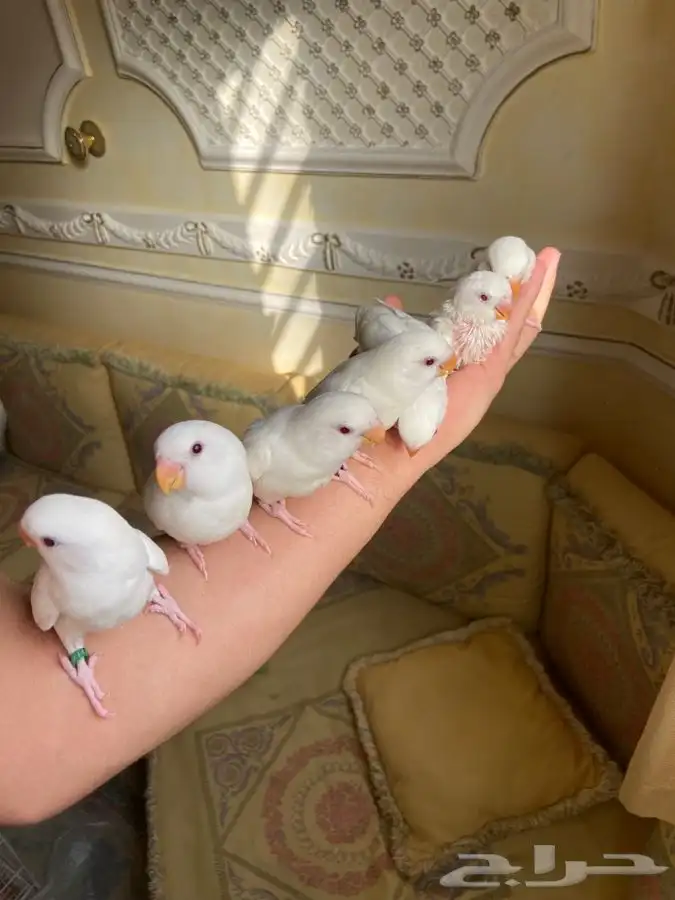 طيور فروخ روز فخمهه هدد 1