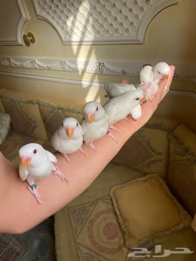 طيور فروخ روز فخمهه هدد 0