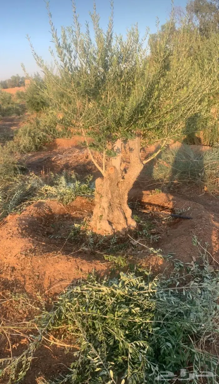 شجر زيتون معمره للبيع 0