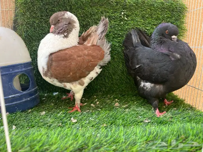 تم البيع. جوز كنق 0