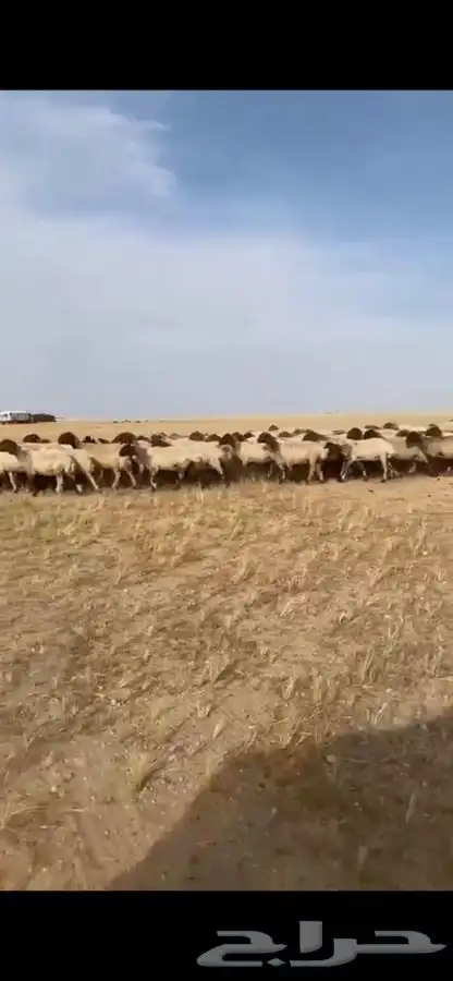 مطلوب غنم نعيم مراح واحد ولا حريات 0