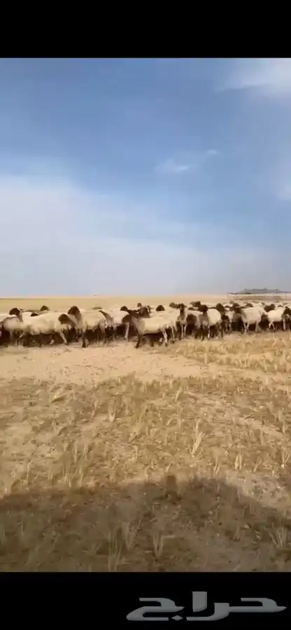 مطلوب غنم نعيم مراح واحد ولا حريات 1