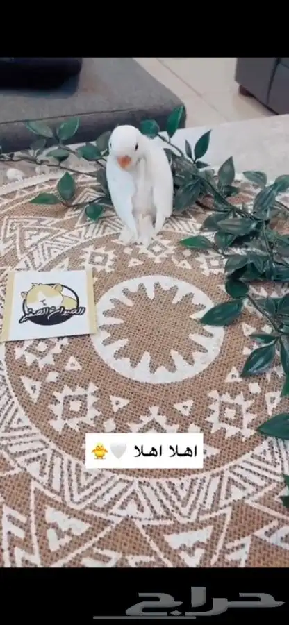 فورخ روز متوفر تمارا 7