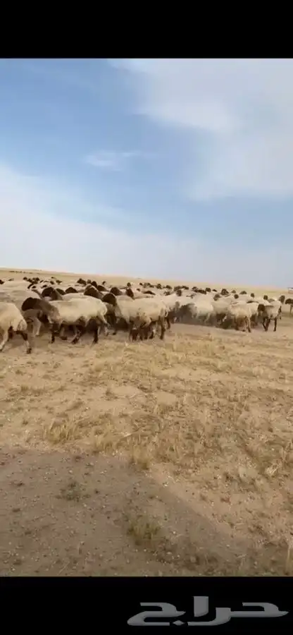 مطلوب غنم نعيم مراح واحد ولا حريات 2