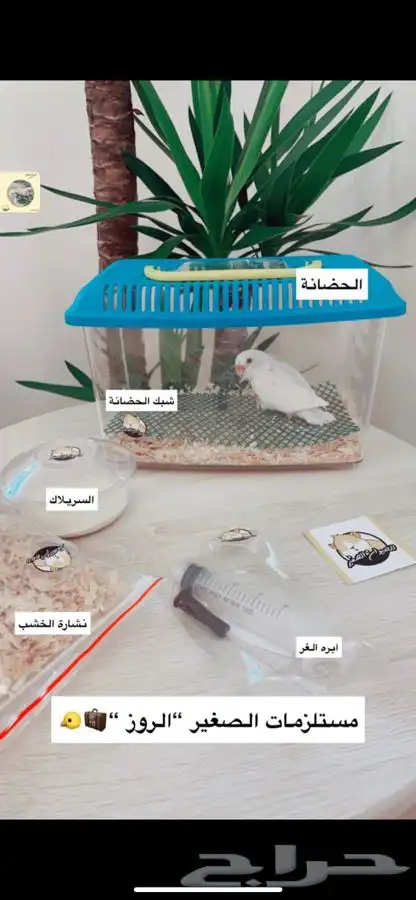 فورخ روز متوفر تمارا 2