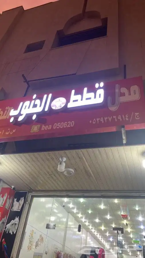 قطط فندقه بيع شرا جميع انواع الحيوانات الاليفه 4