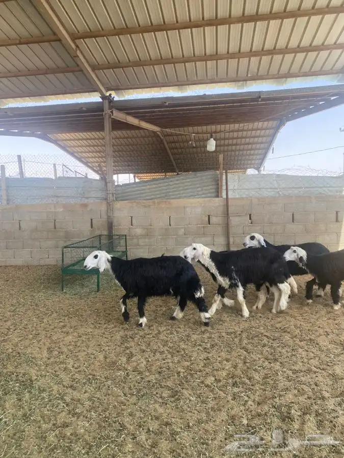 رخال نجد 0