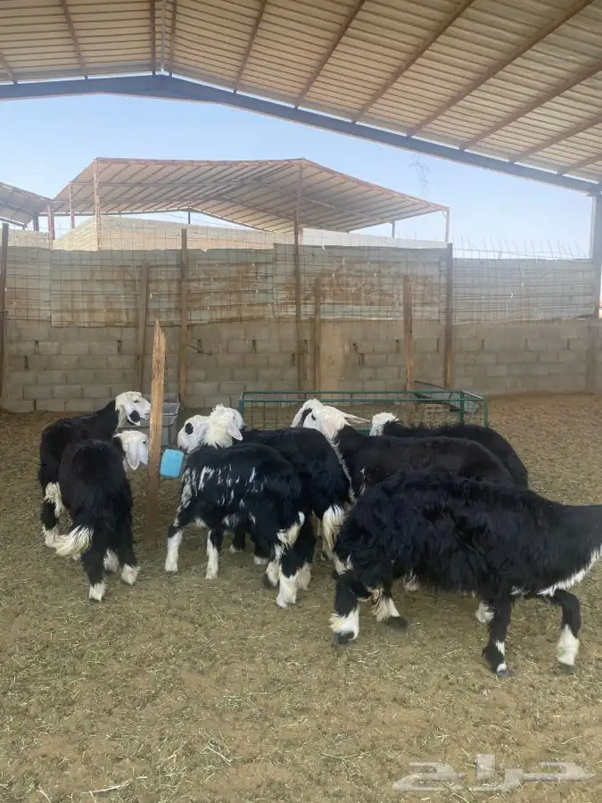 رخال نجد 2