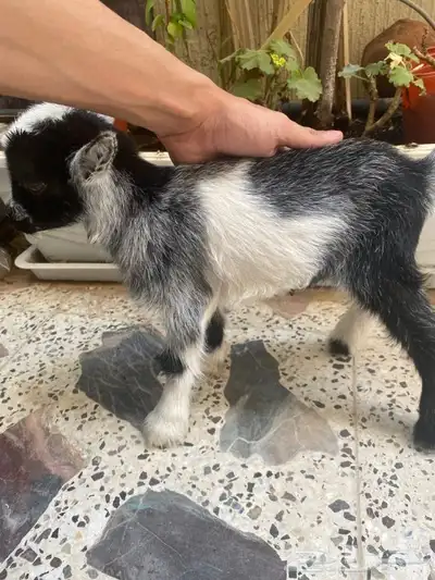 ماعز قزم 1
